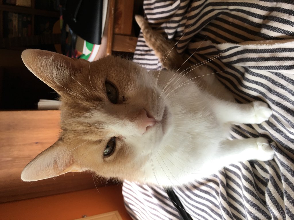 Pippin