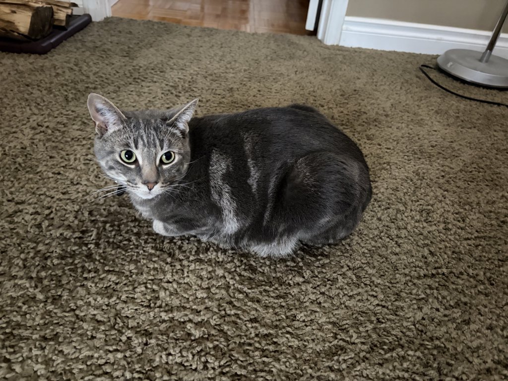 Zeus