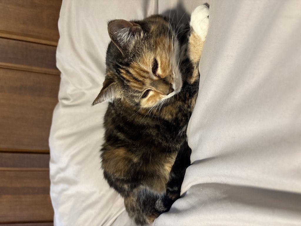 Sofie