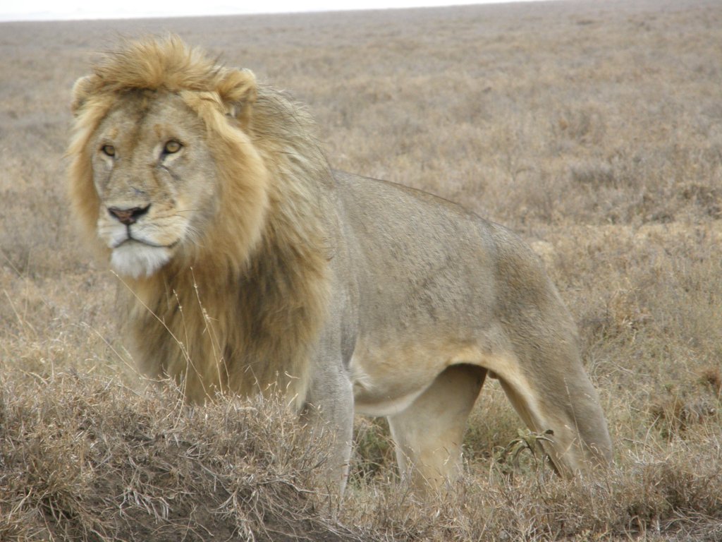 Simba