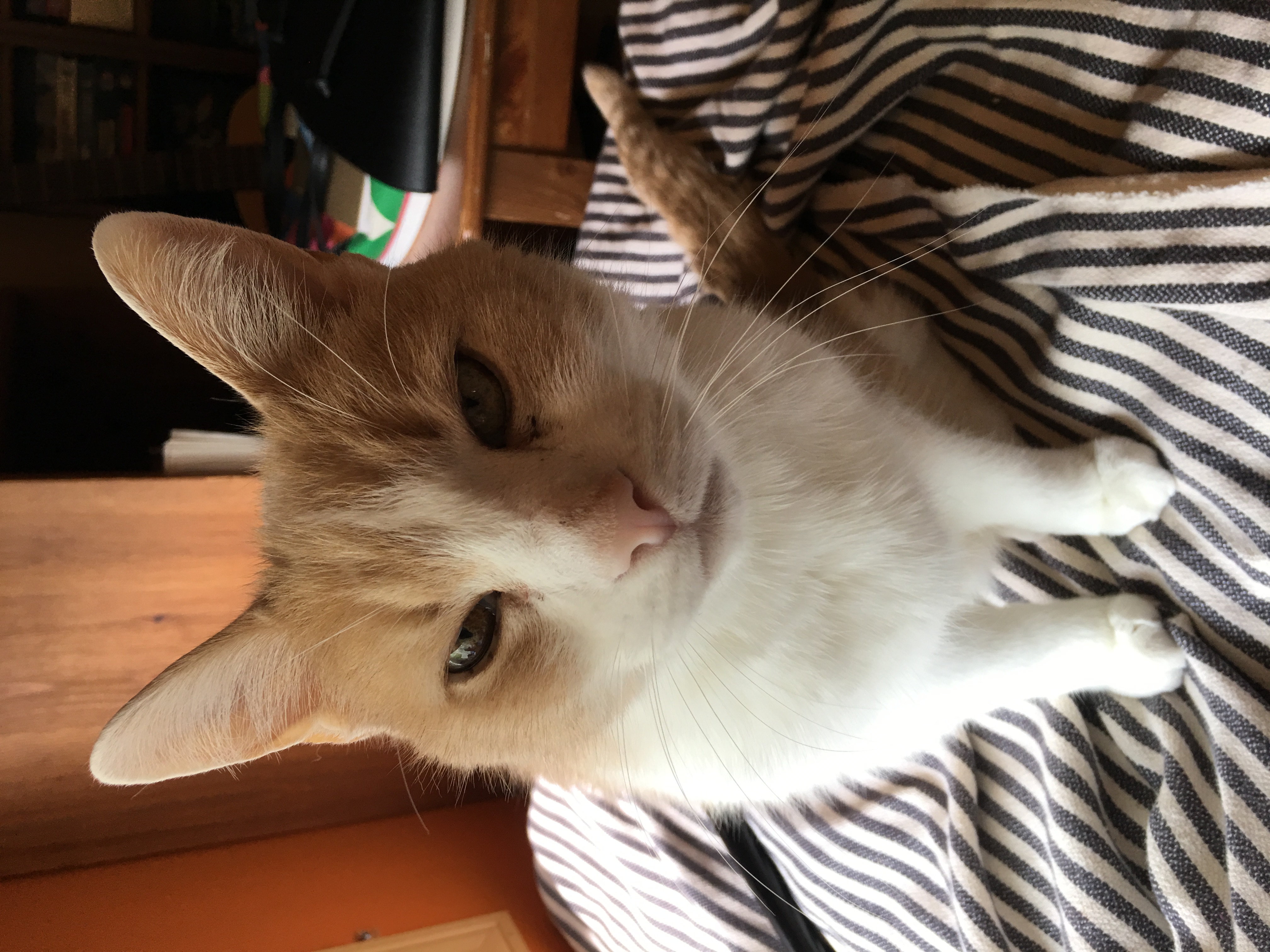 Pippin