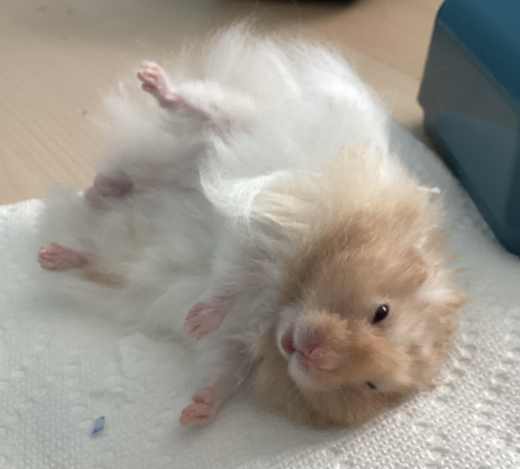  Caramel 