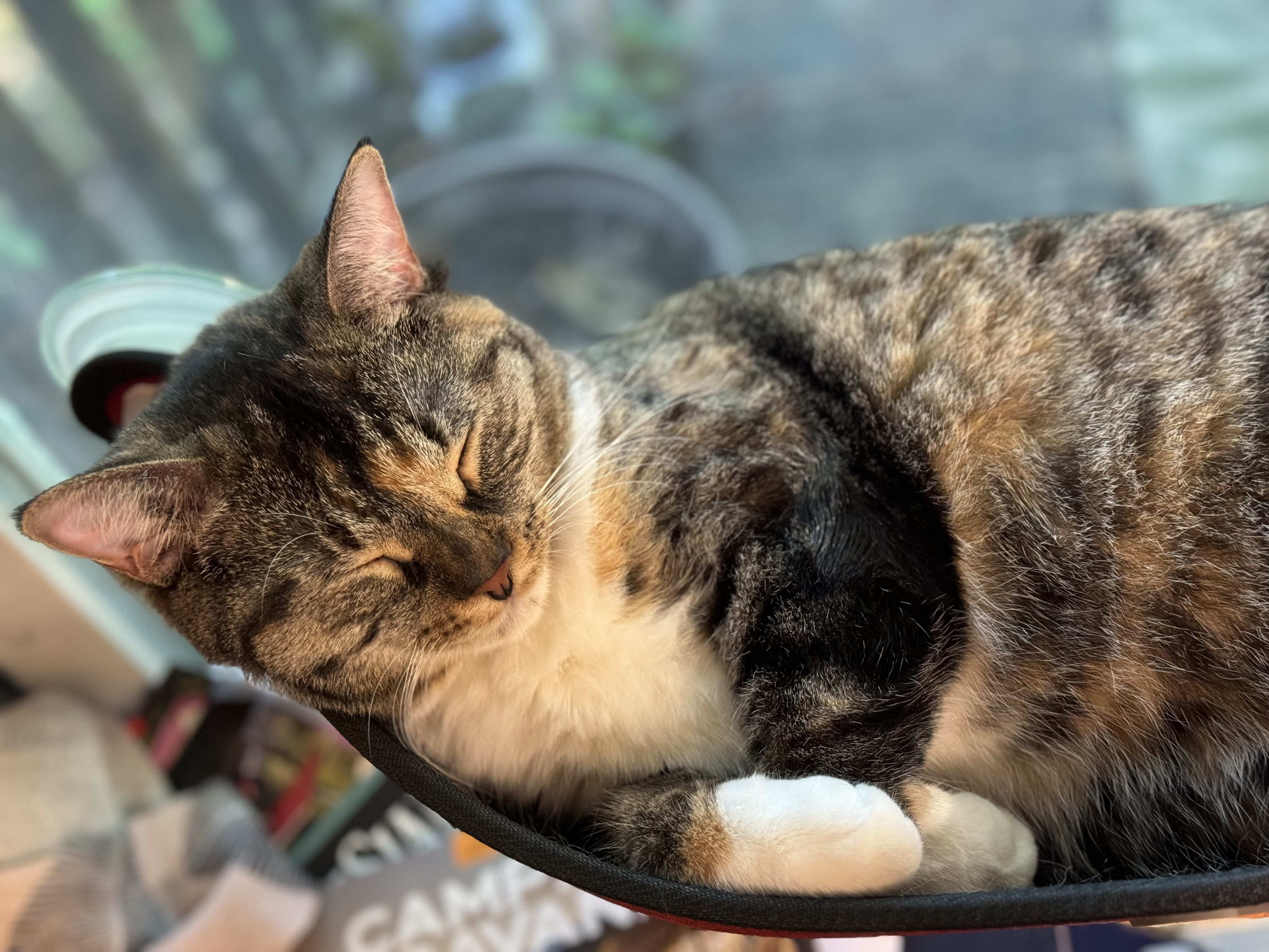 Elisapie