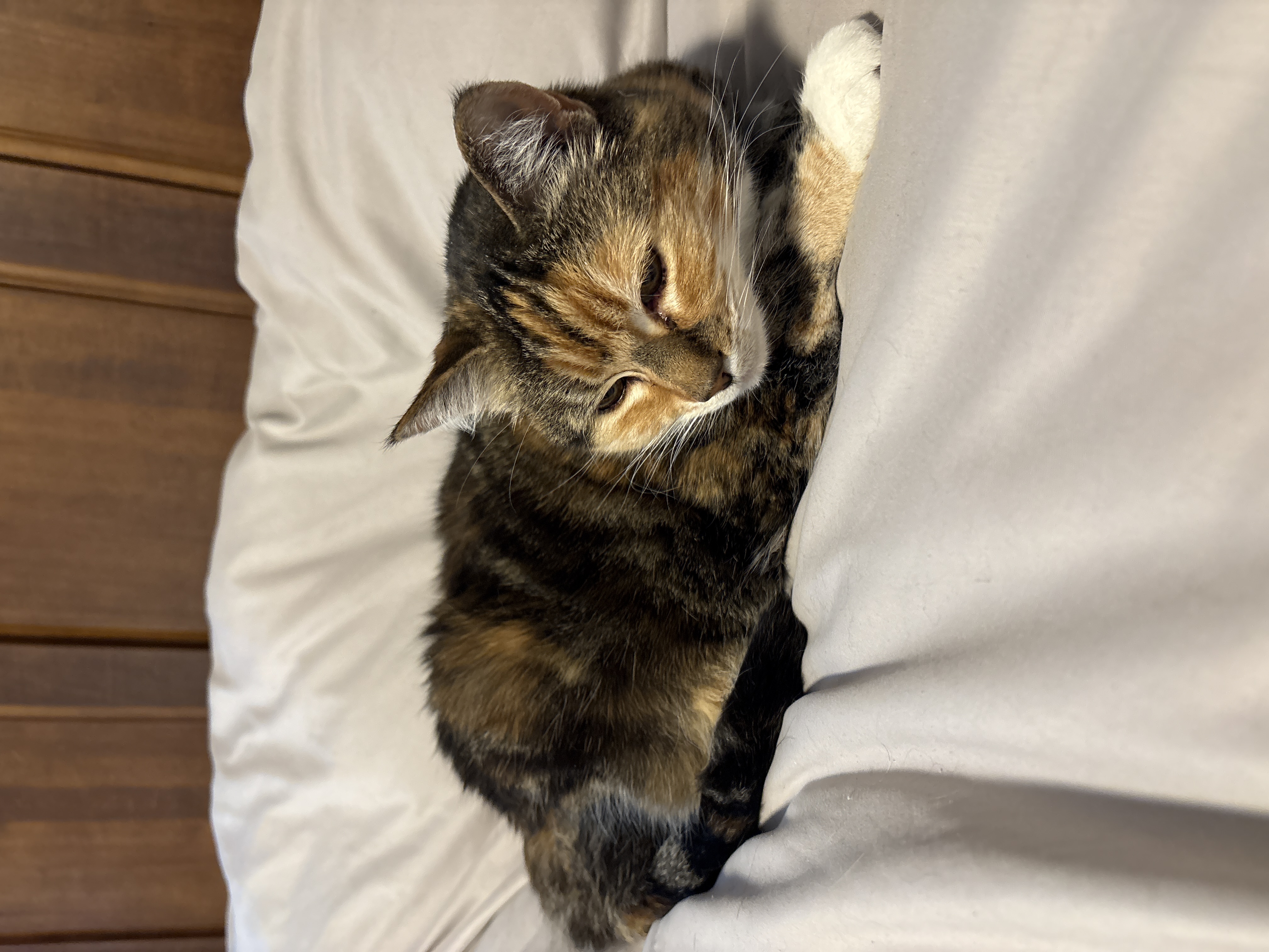 Sofie